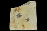 Two Triassic Brittlestar (Aspidura) Fossils - Germany #115469-2